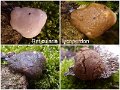 Reticularia lycoperdon-amf799-3